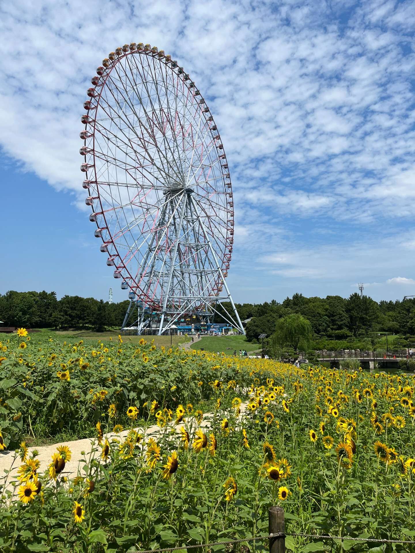 夏空と向日葵